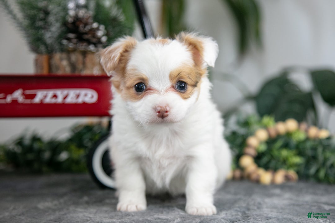 Chihuahua dogs for sale: Lily - Ad 2