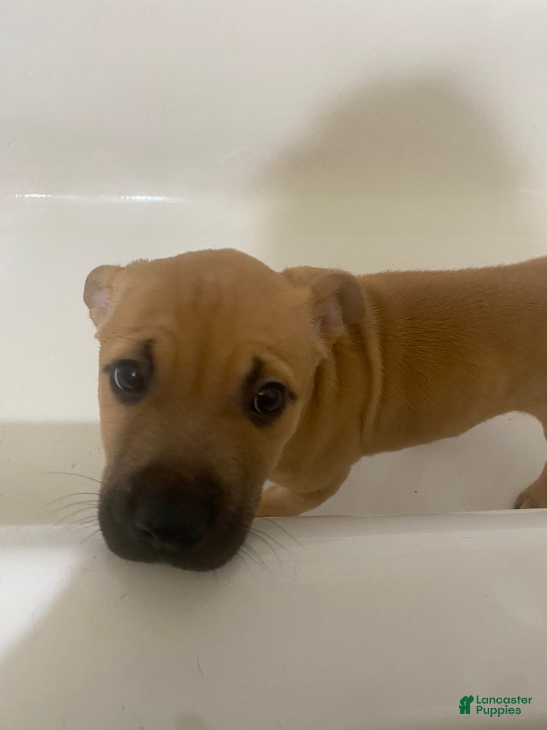 Mixed Breed dogs for sale: Syn - Ad 1