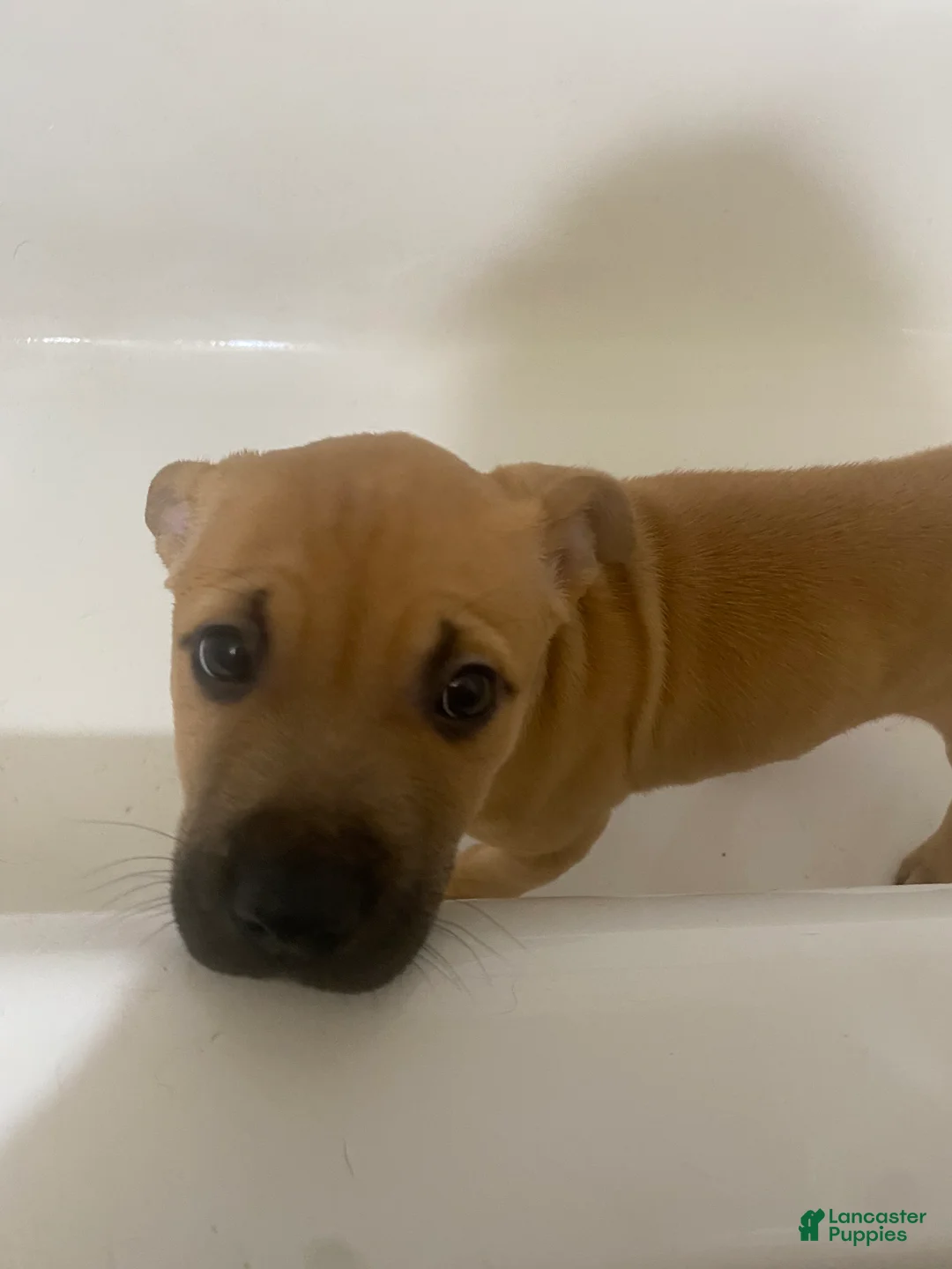 Mixed Breed dogs for sale: Syn - Ad 1