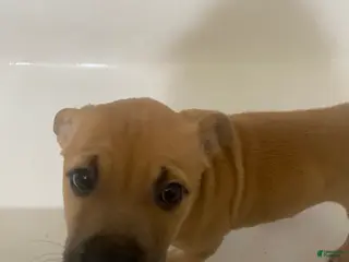 Mixed Breed dogs Syn - Ad 3