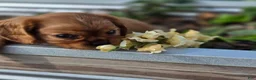 Cavalier King Charles Spaniel dogs for sale: Cavalier King Charles Spaniel 2 - Ad 6