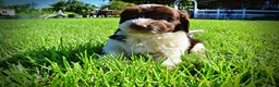 Havapoo dogs for sale: Bubbles - Ad 18