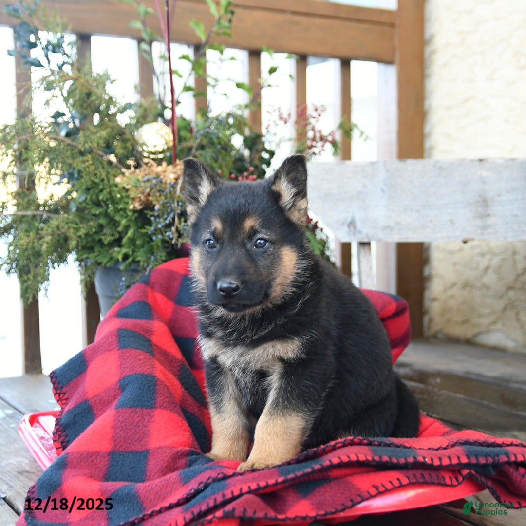German Shepherd dogs for sale: Moose - Ad 5