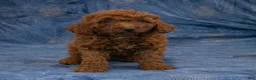 Miniature Poodle dogs for sale: Sabrina - Ad 3