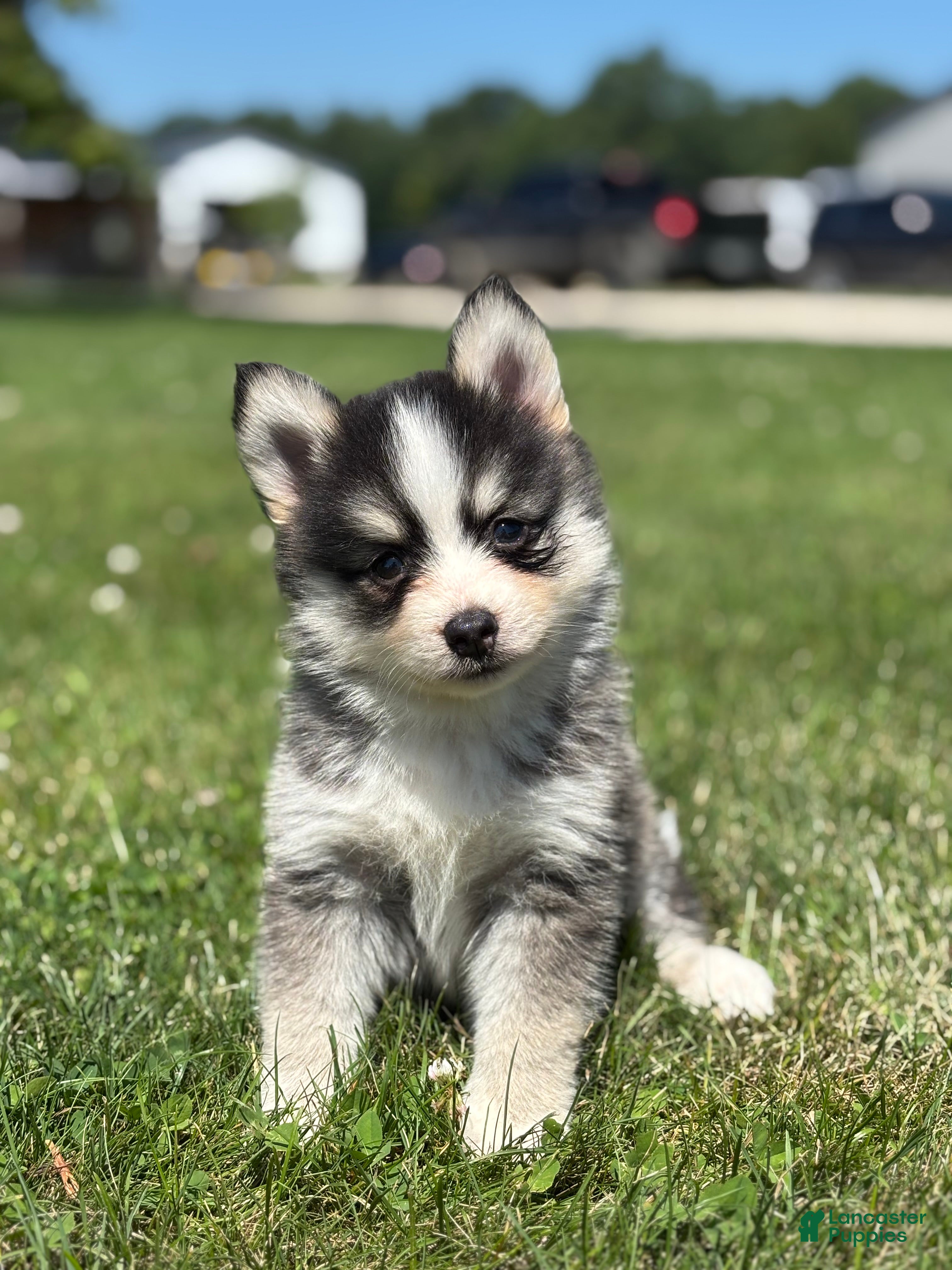 Pomsky dogs Carlos - Ad 1