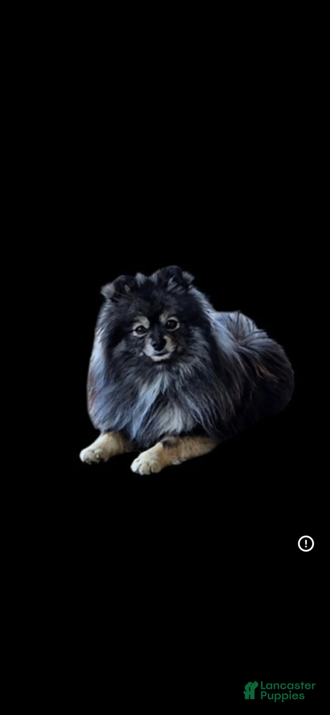 Pomeranian dogs for sale: Blossom - Ad 18