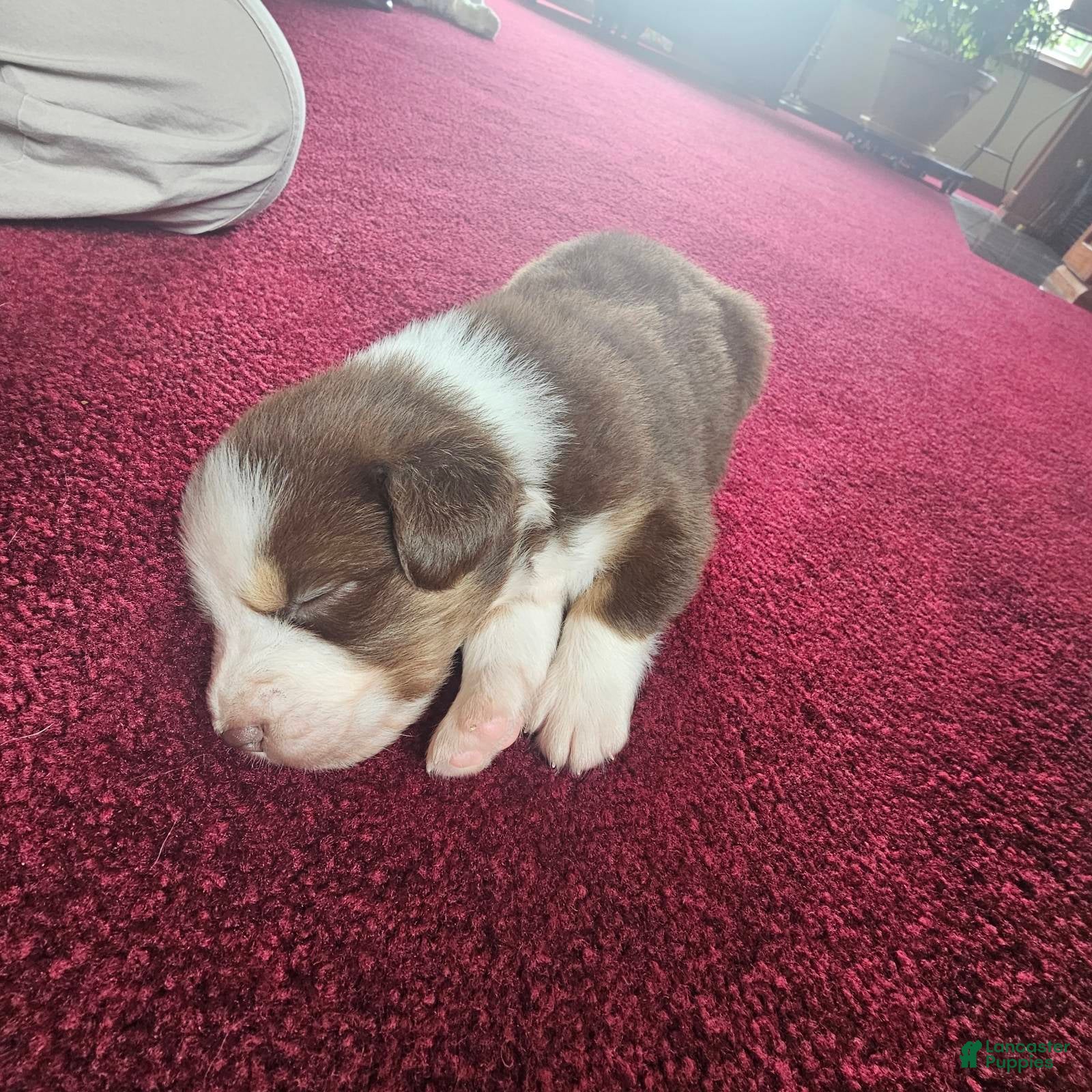 Australian Shepherd dogs Tanner - Ad 2