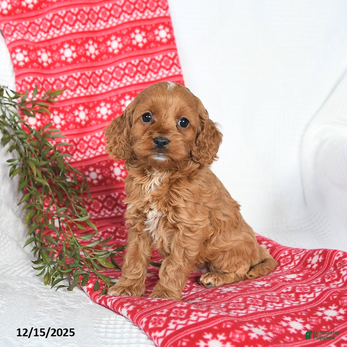 Cockapoo dogs Opal - Ad 2