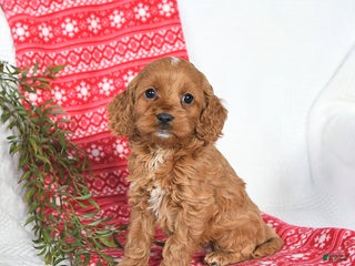 Cockapoo dogs Opal - Ad 2