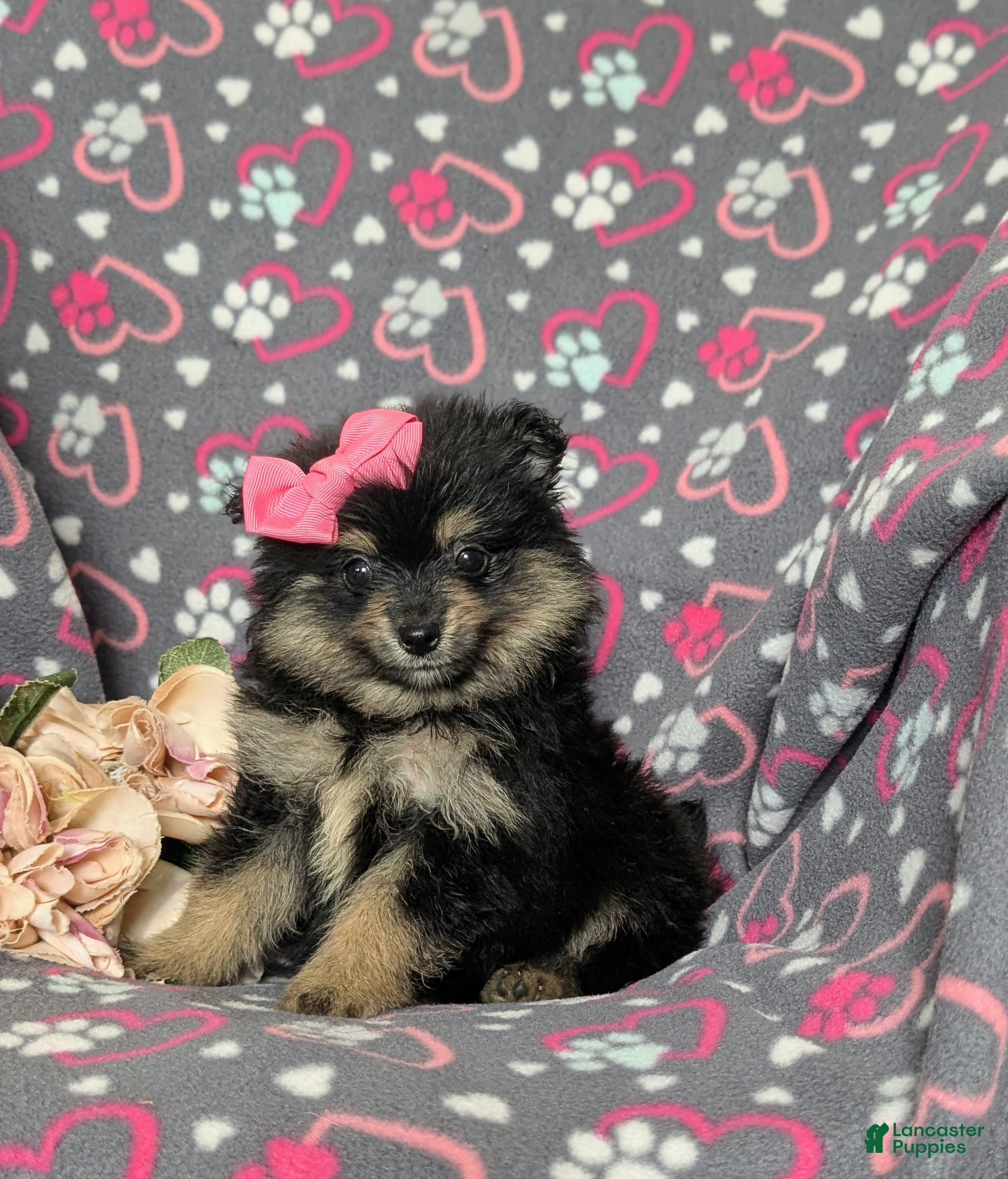 Pomeranian dogs Brooklyn - Ad 2