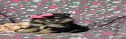 Pomeranian dogs for sale: Brooklyn - Ad 2