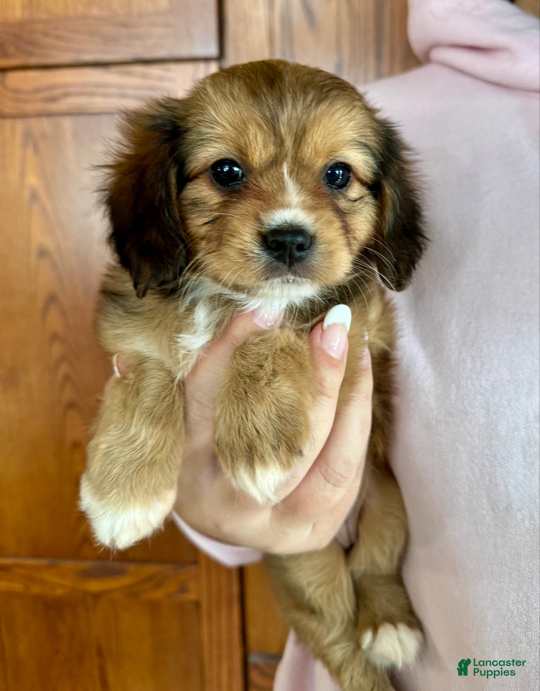 Mixed Breed dogs for sale: Cavalon Sparkle - Ad 22