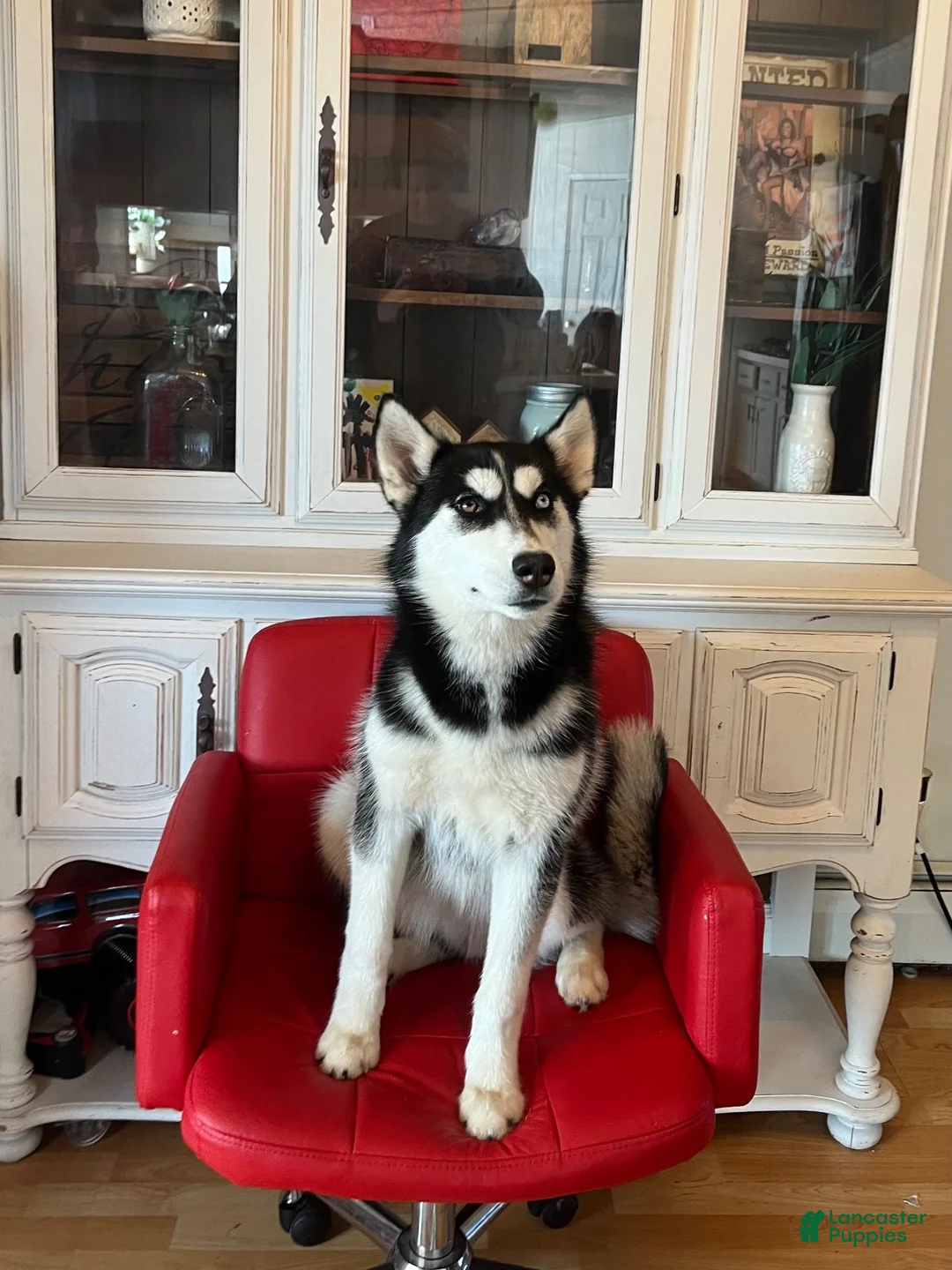 Huskipoo dogs for sale: Raven - Ad 9