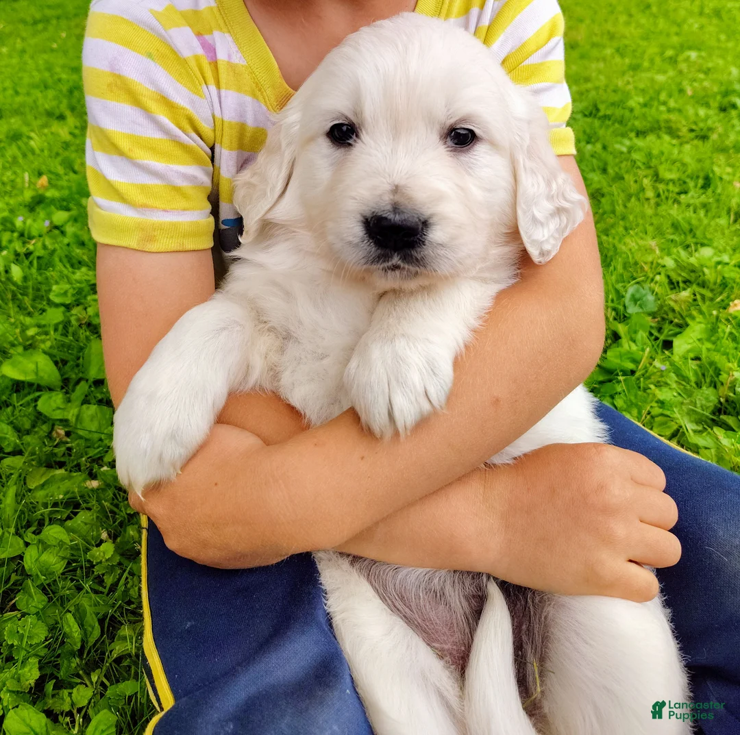 Golden Retriever dogs for sale: Macey - Ad 2