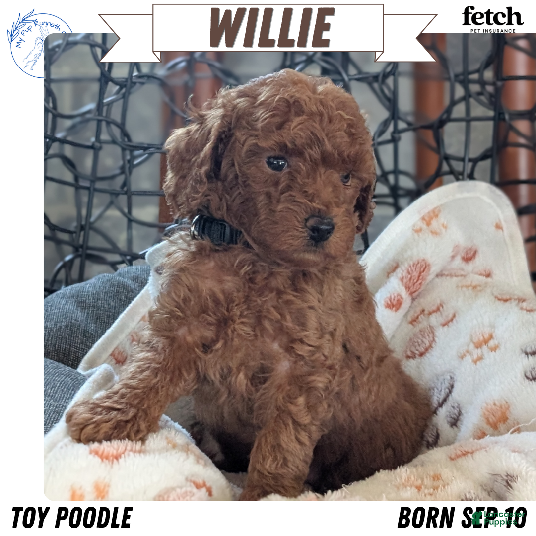 Toy Poodle dogs for sale: Willie - Ad 1