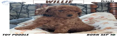 Willie