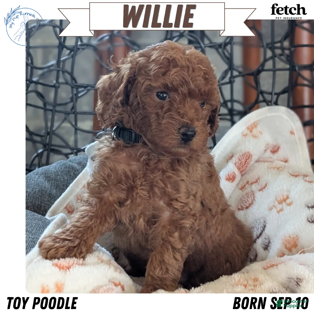 Toy Poodle dogs for sale: Willie - Ad 1