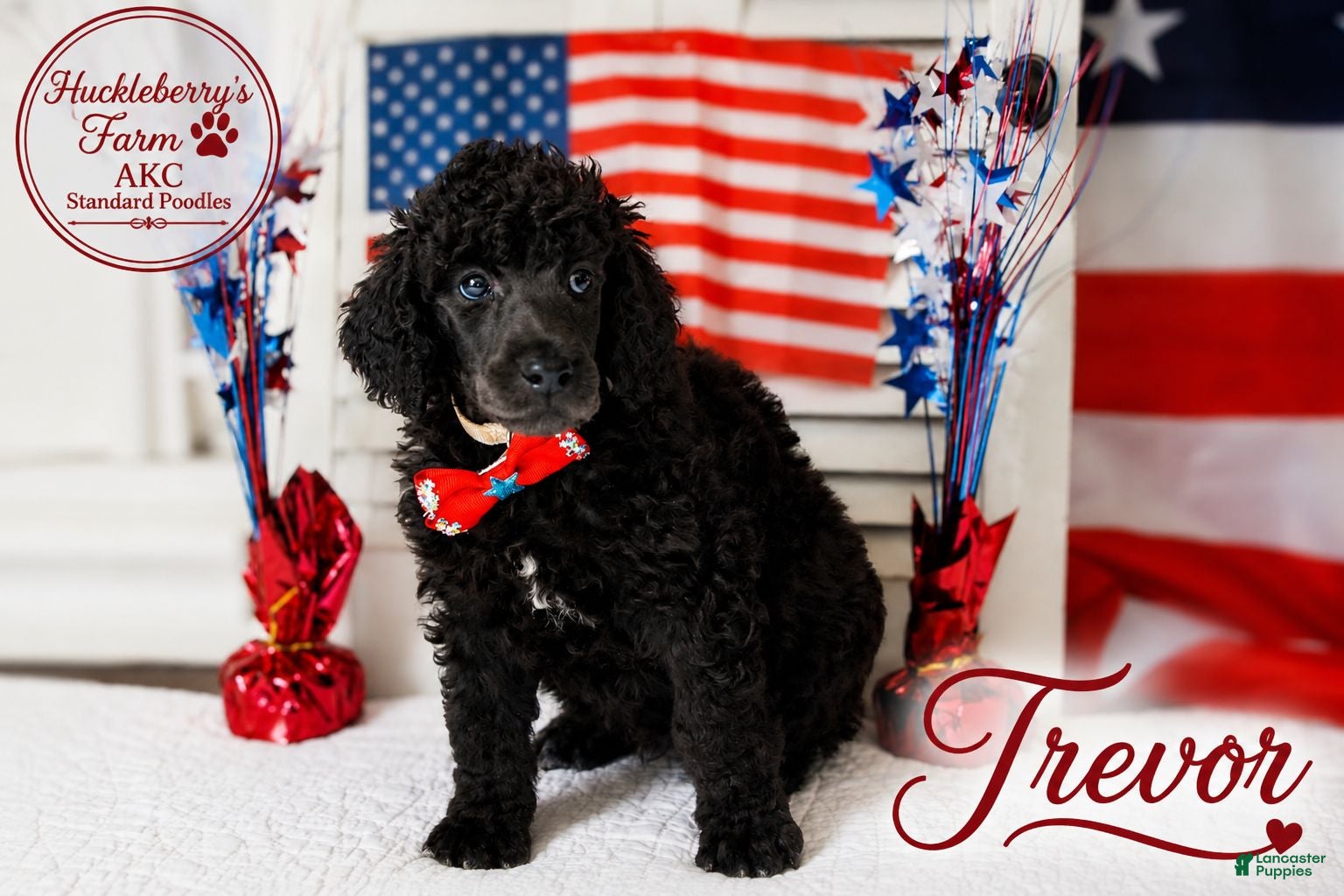 Standard Poodle dogs Trevor - Ad 1