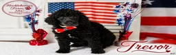 Standard Poodle dogs for sale: Trevor - Ad 1