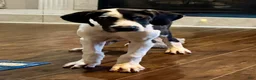 Great Dane dogs for sale: Harlequin  - Ad 1