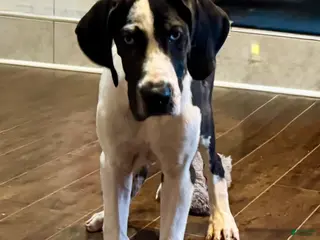 Great Dane dogs for sale: Harlequin - Ad 2
