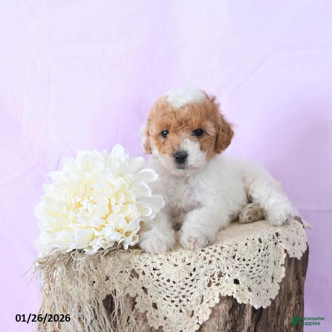 Shihpoo dogs for sale: Ellie - Ad 2