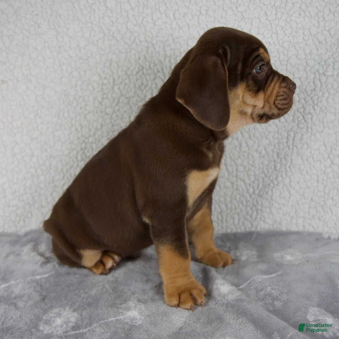 Beabull dogs for sale: Axle - Ad 2