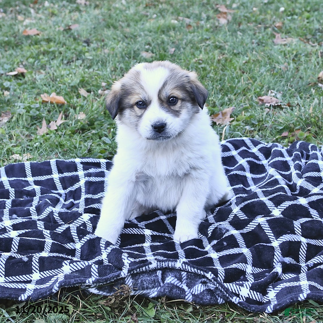Great Pyrenees dogs for sale: Allie - Ad 6