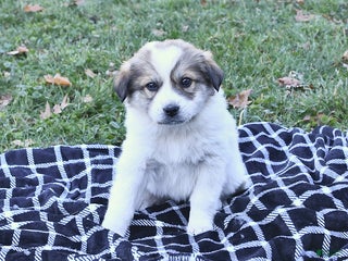 Great Pyrenees dogs Allie - Ad 5