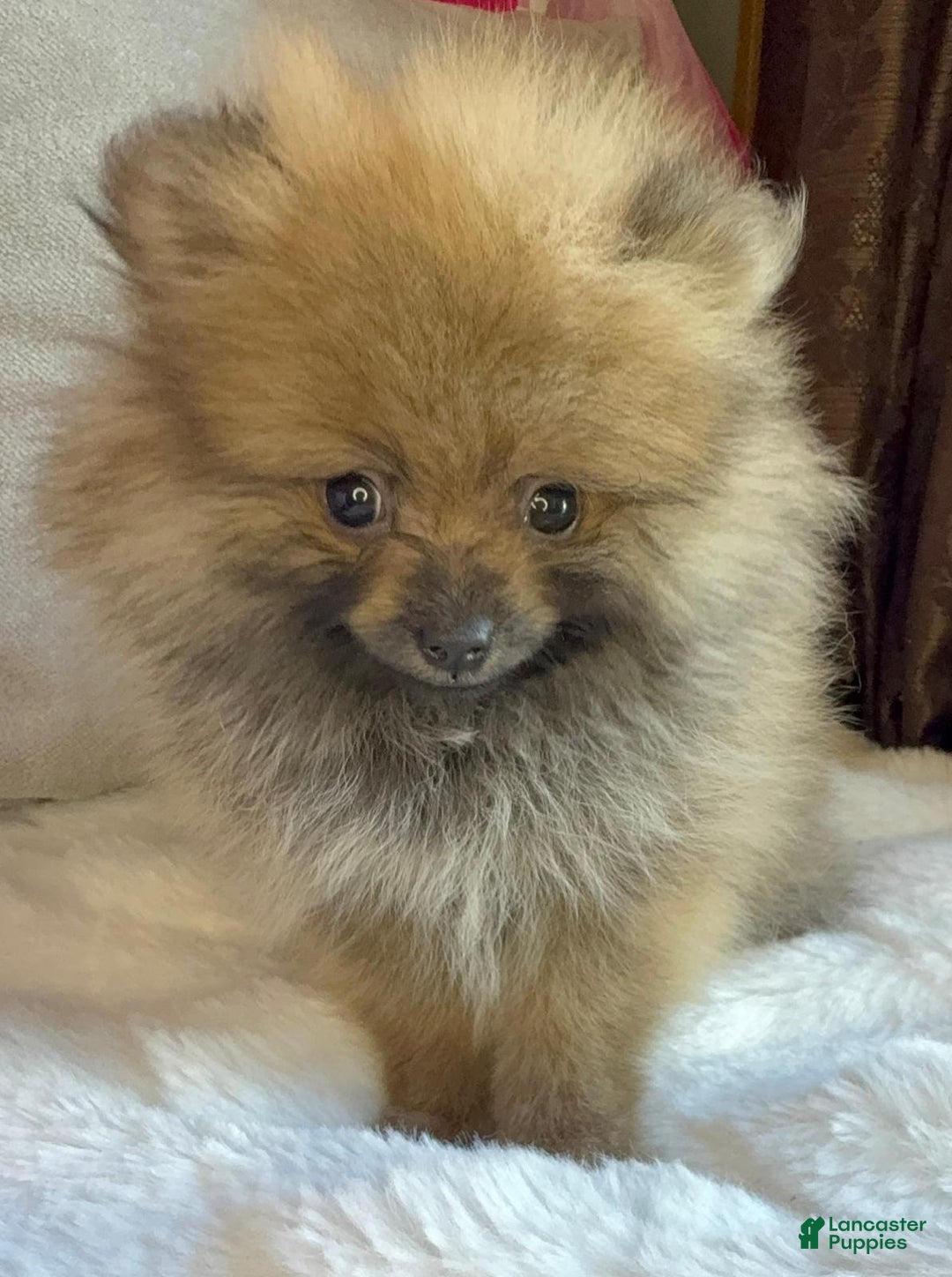 Pomeranian dogs for sale: Pomeranian Puppy tea cup Lulu  - Ad 8