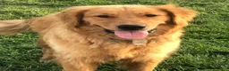 Golden Retriever dogs for sale: Sophie - Ad 3