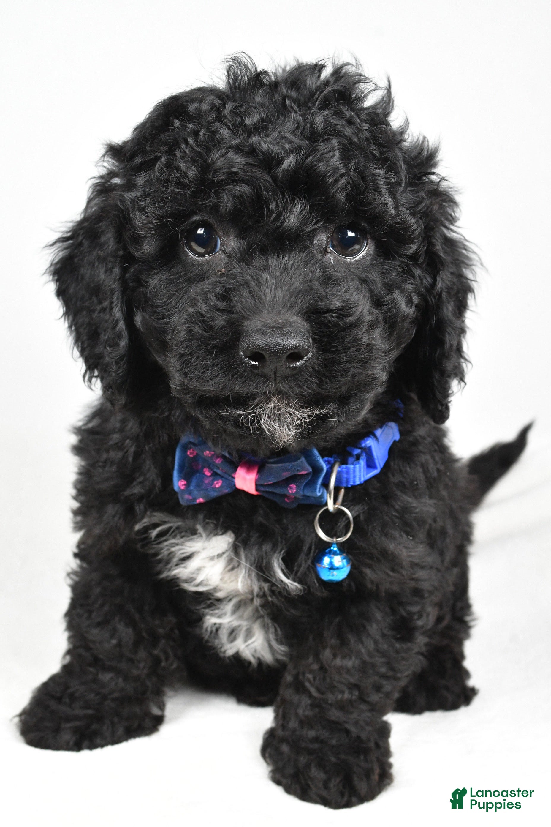 Cavapoo dogs Sterling - Ad 21