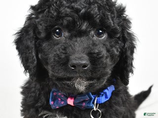 Cavapoo dogs Sterling - Ad 40