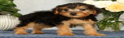 Yorkiepoo dogs for sale: Marsha - Ad 6