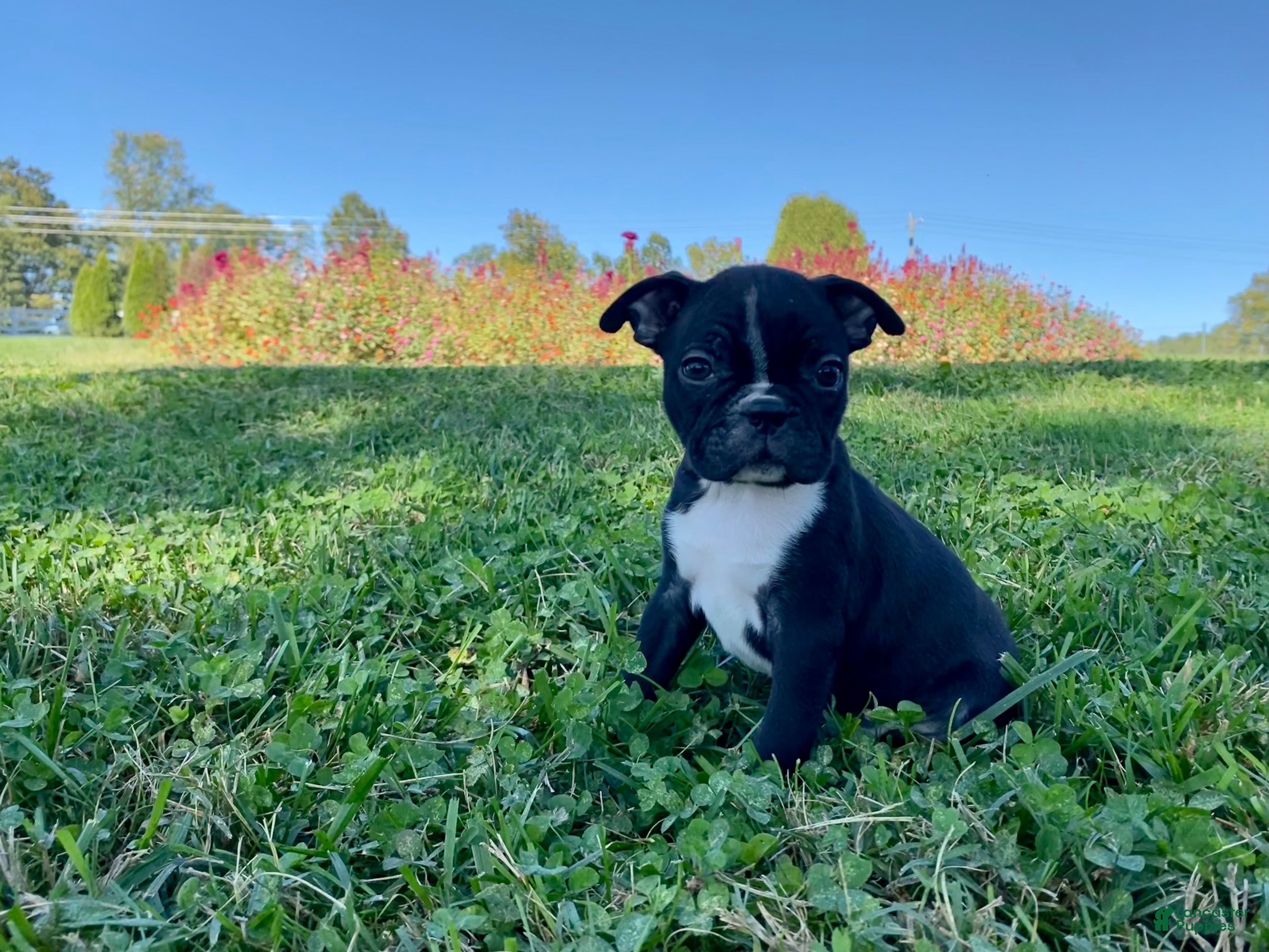 Boston Terrier dogs Diesel - Ad 2