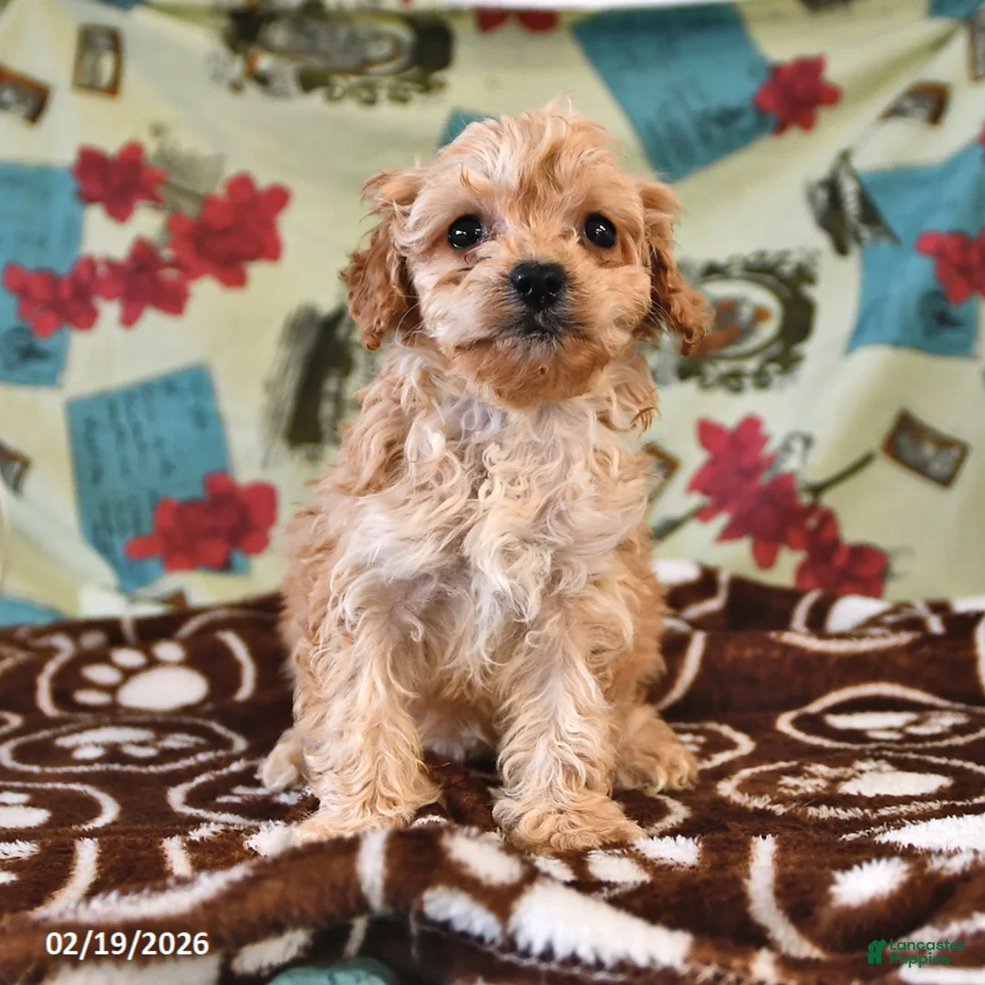 Cockapoo dogs for sale: Honey - Ad 3