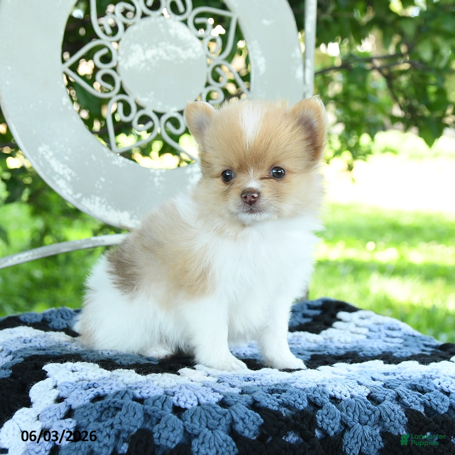 Pomeranian dogs for sale: Poppy - Ad 1