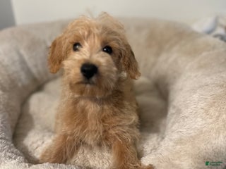 Maltipoo dogs - Ad 14