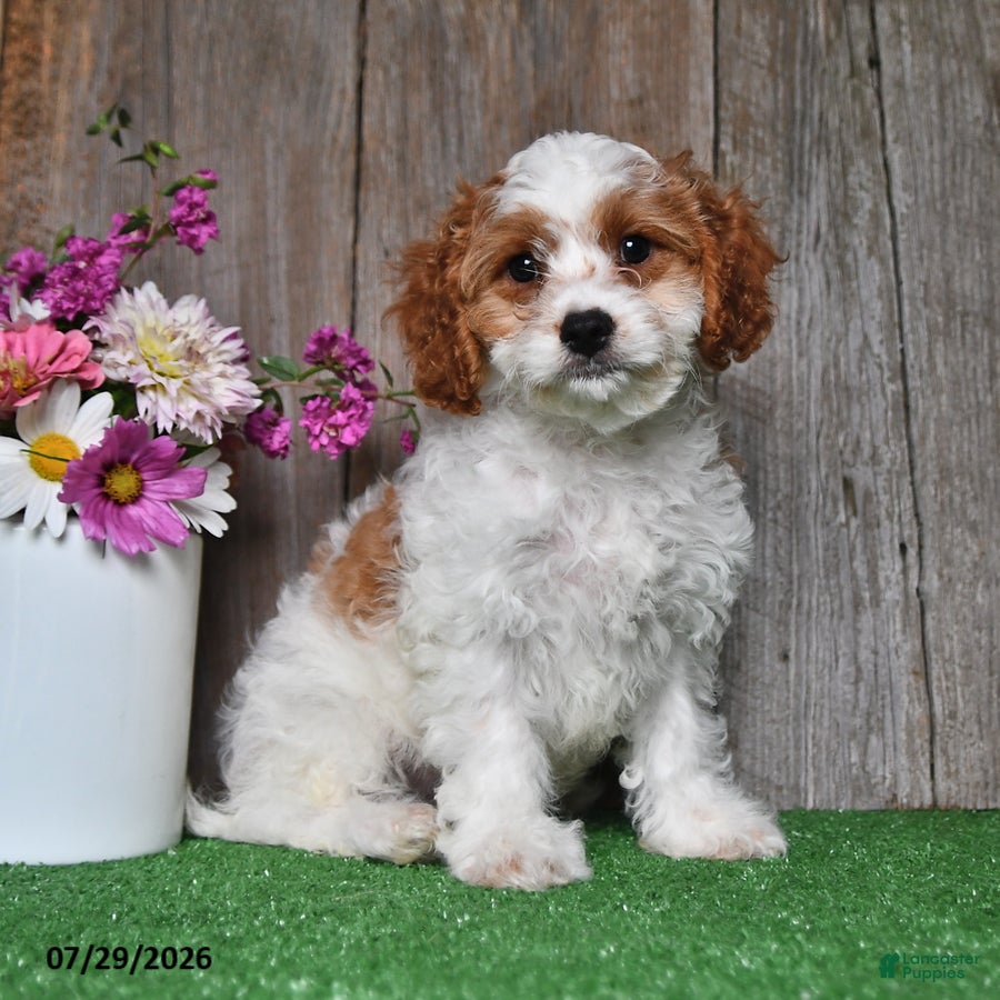 Cavapoo dogs for sale: Jaxon - Ad 2
