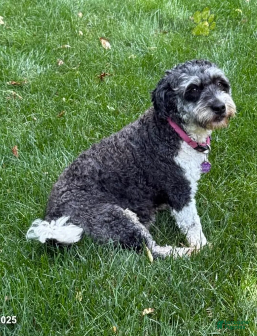 Mini Bernedoodle dogs for sale: Gracie - Ad 4