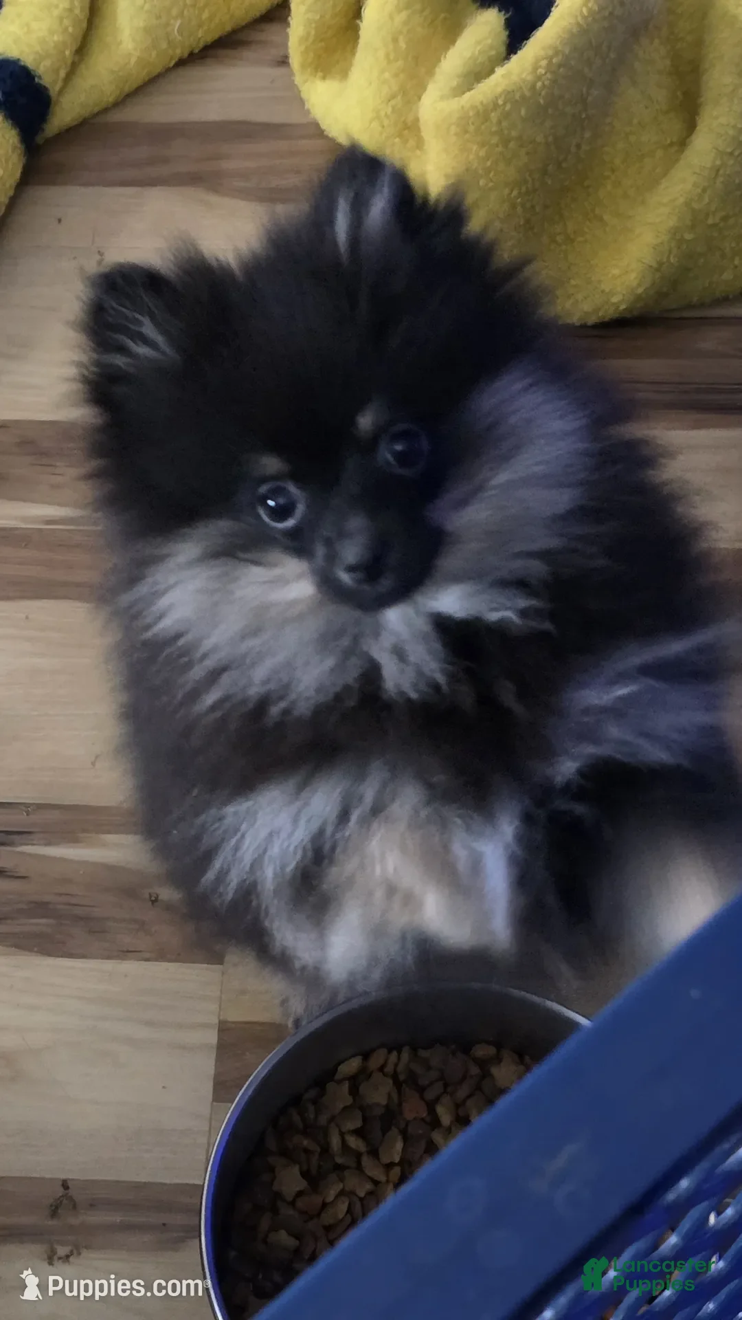 Pomeranian dogs for sale: Akc Molly  - Ad 13