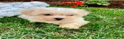 Teddy Bear dogs for sale: Cammi - Ad 12