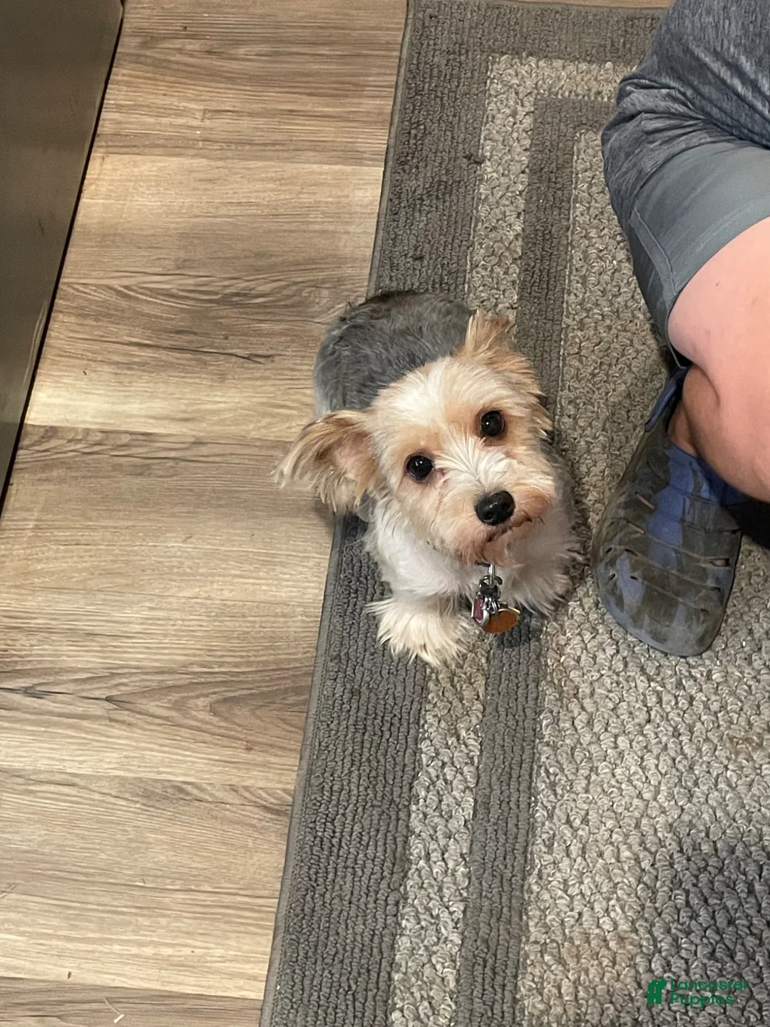 Yorkshire Terrier dogs for sale: Yorkshire Terrier Puppy 1 - Ad 2