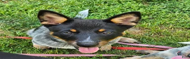 Australian Cattle Dog 1