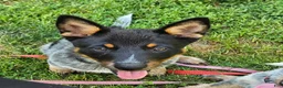 Australian Cattle Dog dogs for sale: Australian Cattle Dog 1 - Ad 1