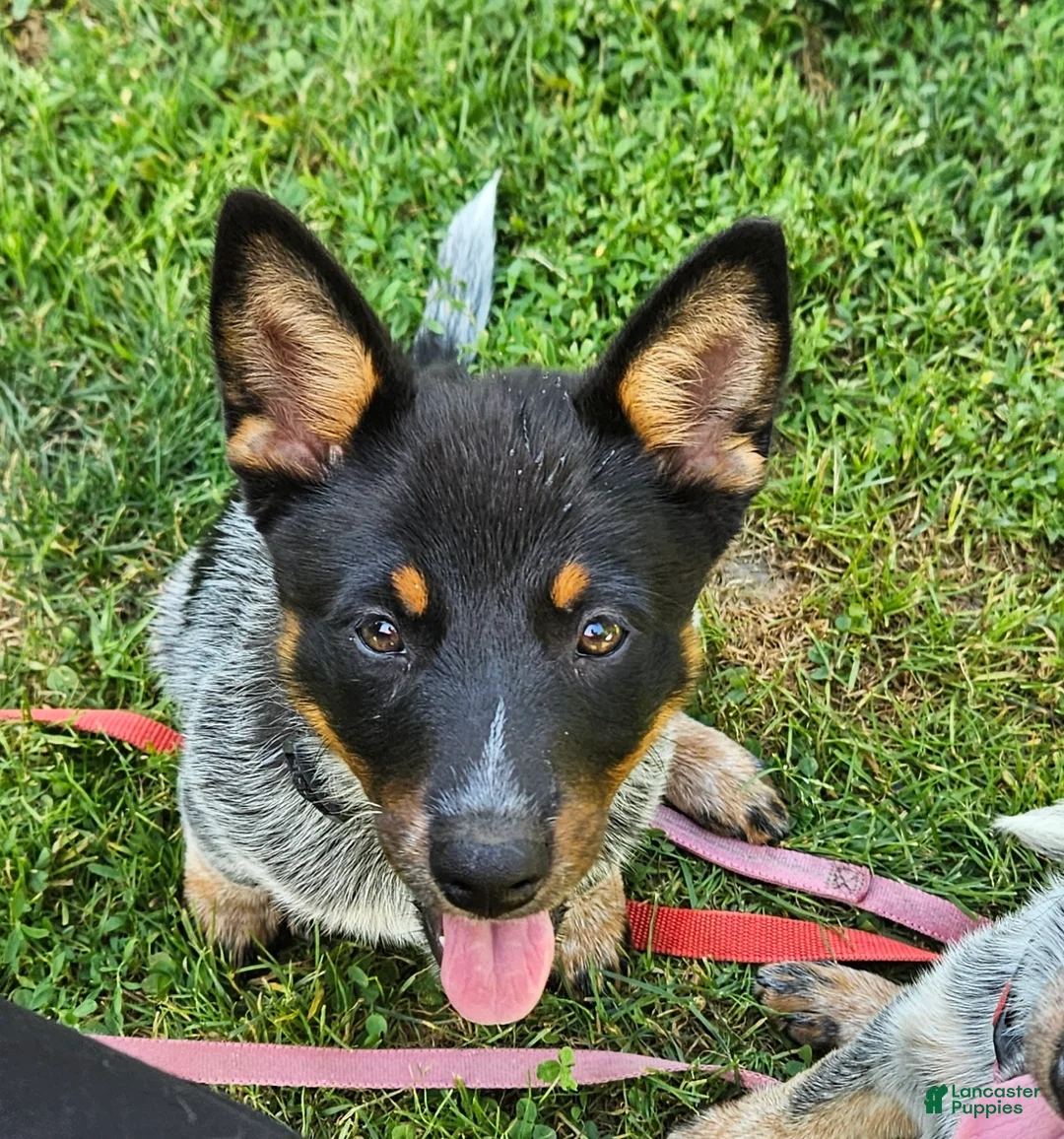 Australian Cattle Dog dogs for sale: Australian Cattle Dog 1 - Ad 1