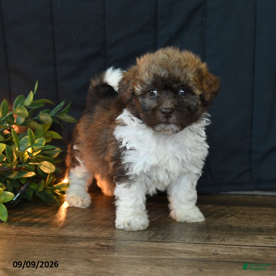 Mixed Breed dogs Charlie - Ad 1