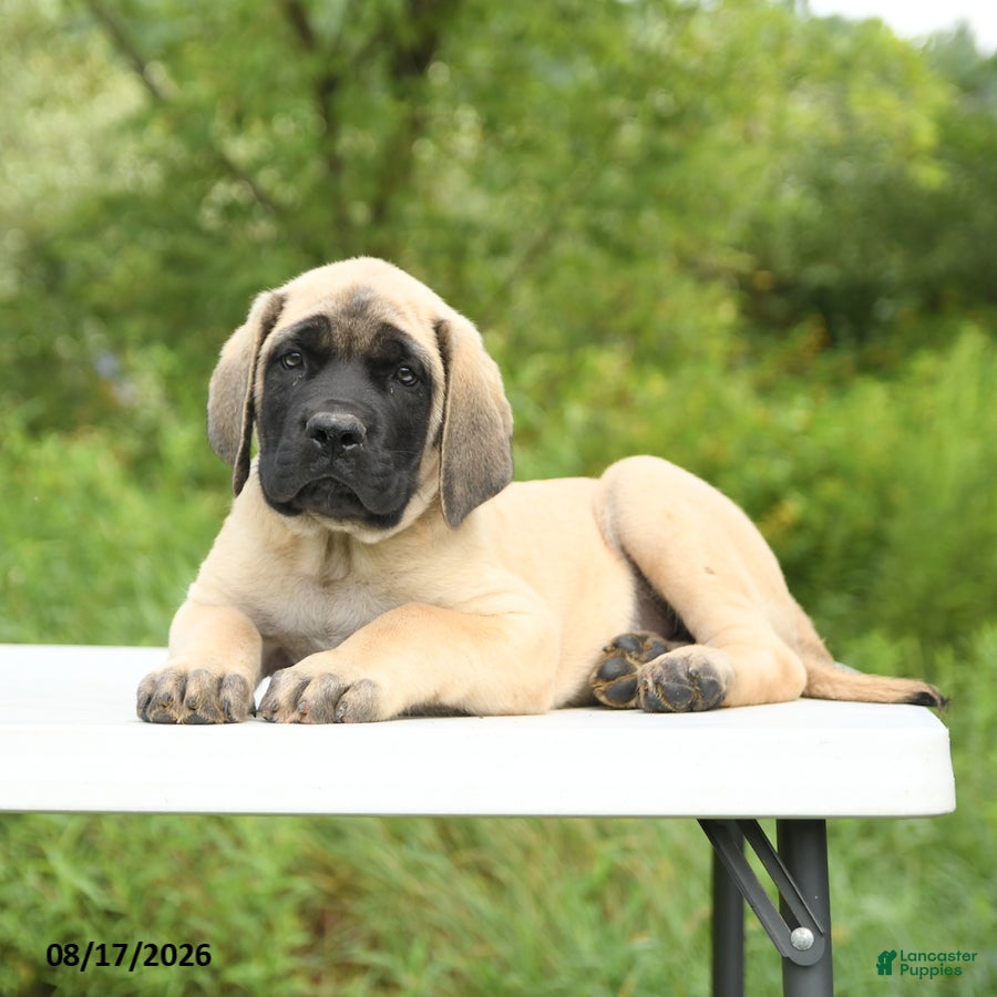 English Mastiff dogs Merlin - Ad 2