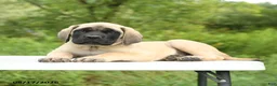 English Mastiff dogs for sale: Merlin - Ad 2