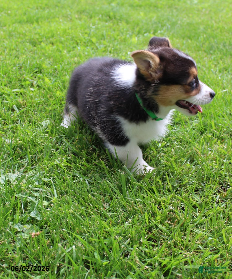 Welsh Corgi Pembroke dogs for sale: Daisy - Ad 4